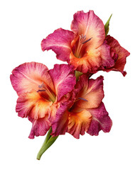 Naklejka premium PNG Gladiolus gladiolus flower petals.