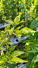 Chili plants infected with the Gemini virus cause the leaves to turn yellow