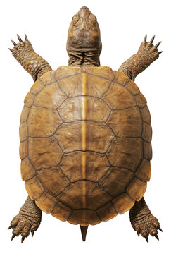Tortoise (Testudinidae) PNG with transparent background and light brown shell, bottom view