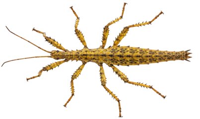 Transparent PNG of spiny yellow stick insect, detailed dorsal view, natural camouflage