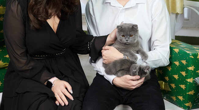 Gray Kitten in Hands. Tiny paws and trusting eyes