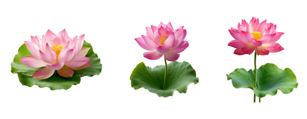 Pink lotus flowers with green leaves set 