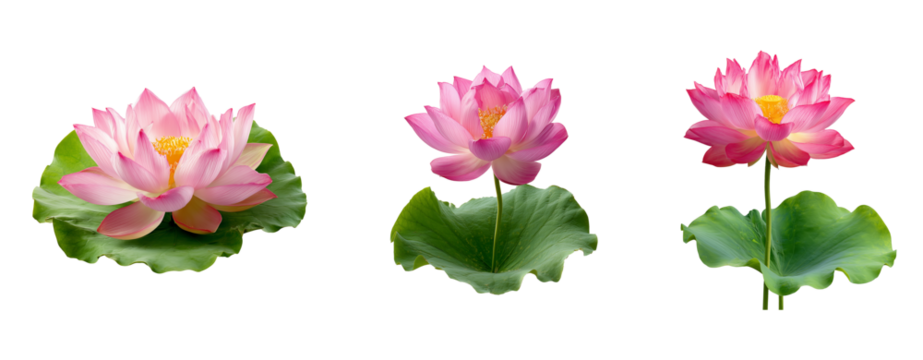 Pink lotus flowers with green leaves set 