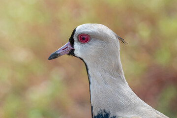 Quero quero (Vanellus chilensis)em close up sob um fundo desfocado