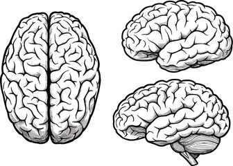 Human brain vector set, three anatomical illustrations showing top and side views with brainstem, black isolated scientific artwork on white background for stock use