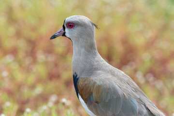 Quero quero (Vanellus chilensis) sob um fundo desfocado