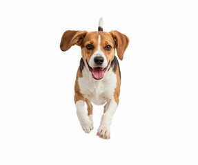 Beagle dog running towards camera on transparent background, high-energy stock photo