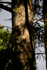 Close up of a tree trunk with strong shadow contrast in forest light. Detailed bark texture highlights natural patterns and depth in woodland environment.
