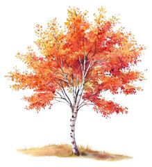 PNG Red birch autumn tree illustration watercolor nature.