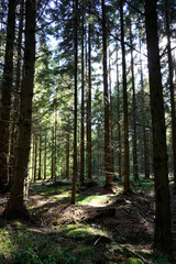 Stillness threads through vertical giants. Moss remembers every step. A hidden clearing glows like memory. The forest does not speak it listens.

