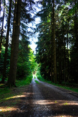 Gravel forest road leading into dense woodland, sunlight filtering through tall trees, peaceful...