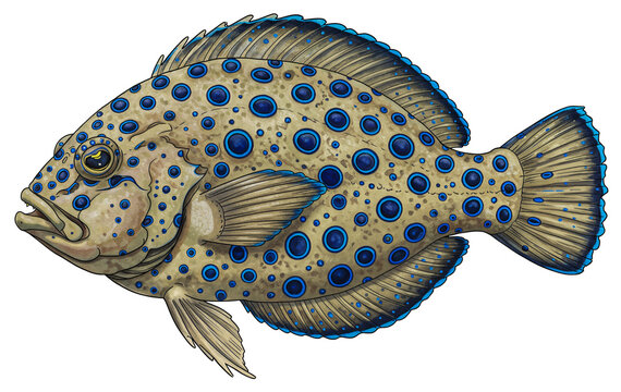 PNG di Cernia blu-maculata (Cephalopholis argus) su sfondo trasparente, con pattern a pois blu