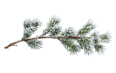 Close-up of snowy pine needles showcasing seasonal frost and natural winter textures isolated on transparent background PNG