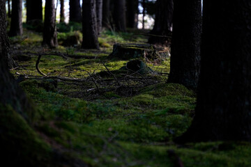 Stillness threads through vertical giants. Moss remembers every step. A hidden clearing glows like memory. The forest does not speak it listens.

