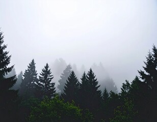 Misty forest scene. Dark silhouettes of evergreen trees rise against a hazy, light gray sky