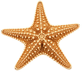 A light brown starfish with white bumps, species Archaster typicus, on transparent PNG