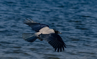 Hooded crow in flight over lake