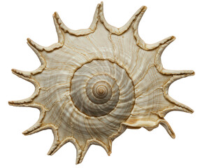 Obraz premium A spiky beige sea shell with a spiral pattern, species Harpago arthriticus, on transparent PNG