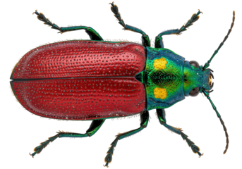 Beetle (Chrysochus pulcher) PNG with transparent background, detailed dorsal view on white.