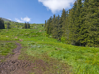 Fototapety na wymiar - Fototapeta24.pl