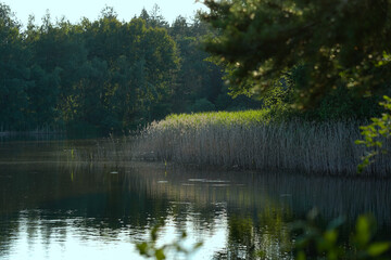 Calm lake water reflects green trees and clear sky. Summer nature landscape with bushes, peaceful environment, serene atmosphere, blue sky, and quiet wilderness by the shore.

