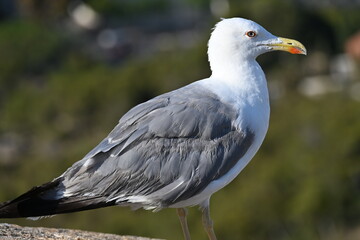 mewa ptak z bliska oko dziub patrzy © Miroslaw