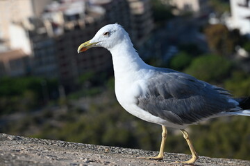 mewa ptak z bliska oko dziub patrzy