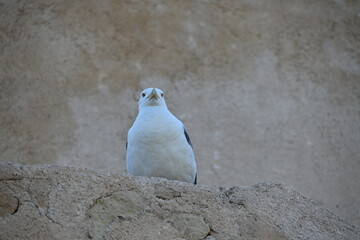 mewa ptak z bliska oko dziub patrzy © Miroslaw