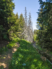 Fototapety na wymiar - Fototapeta24.pl