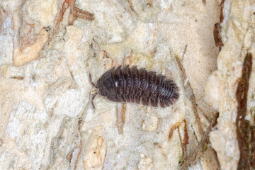 Small Woodlouse on Light-Coloured Wooden Plank