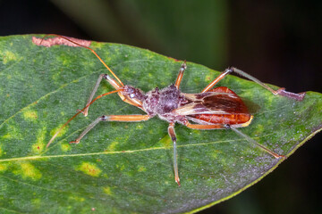 Brown and Orange Assassin Bug Resting on Green Foliage