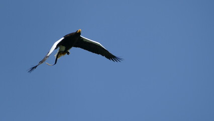 vulture in flight