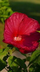 red poppy flower