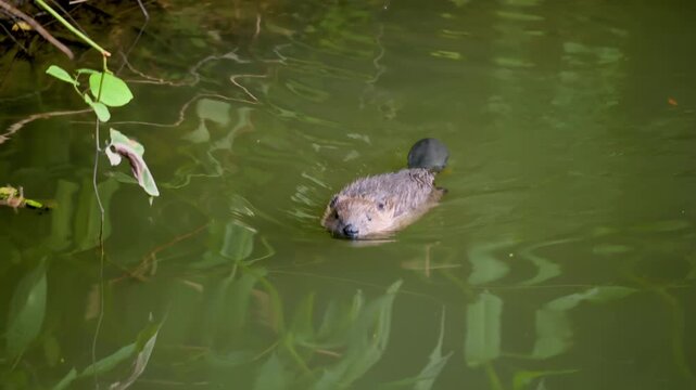 Wild Eurasian Beavers in Natural Wetland Habitat