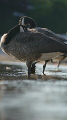 great crested grebe