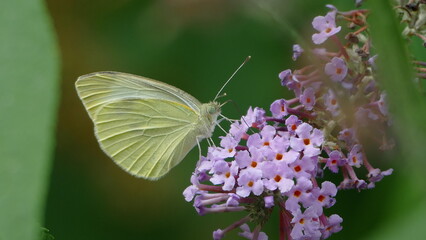 butterfly on flower