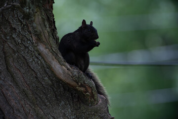 Black Squirrel in Its Natural Habitat