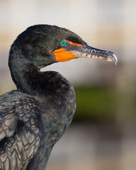 Cormorant dark color with bright orange and a blue eye