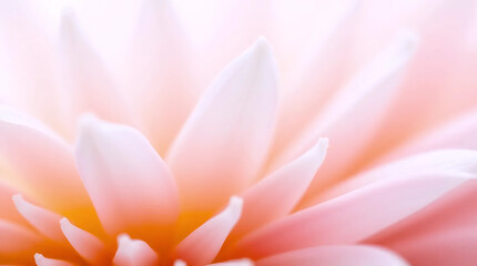 Fototapeta premium soft pink flower petals in macro with dreamy lighting