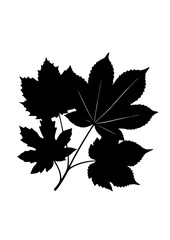 Silhouette of Maple Leaves Cluster