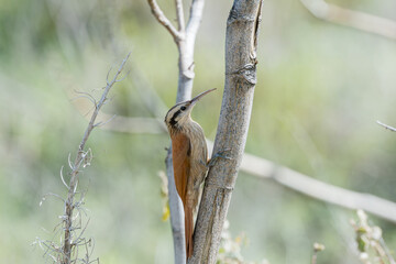 Arapaçu de cerrado (Lepidocolaptes angustirostris) subindo em um galho seco