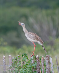 Seriema (Cariama cristata) pousada em uma cerca de uma fazenda
