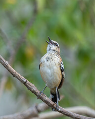 Tem farinha aí fêmea (Myrmorchilus strigilatus) pousada em um galho, cantando e abrindo o bico
