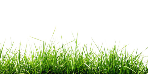 Fototapeta premium hi resolution image of fresh green grass isolated on white background, png, ai generated.