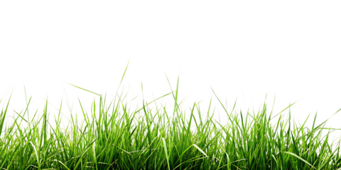 hi resolution image of fresh green grass isolated on white background, png, ai generated.