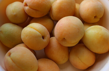 Unwashed bright yellow apricot fruits freshly picked from the trees in a plastic tray 