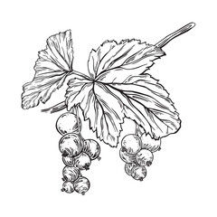 Black currant berry bunch on branch with leaves. Hand drawn vector illustration. Black and white Sketch of garden plant. Isolated on white background for farmers, package, cosmetic