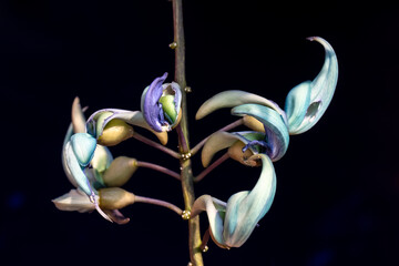 Beautiful Jade vine or Emerald vine flower blooming. Strongylodon macrobotrys. also known as jade vine, emerald or turquoise jade vine, grows in a garden in Brazil