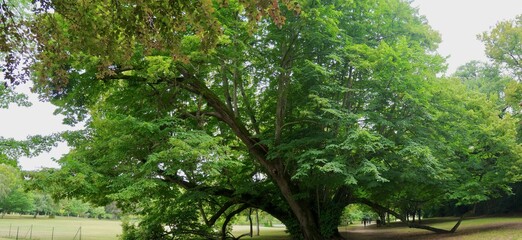 Vieil arbre majestueux dans le parc du Château de Cheverny, Majestic old tree in the park of Cheverny Castle