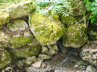A Quiet Waltz of Black Swans / Valse discrète des cygnes noirs